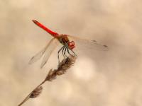 Blutrote Heidelibelle Männchen